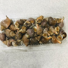 磯つぶ貝 エゾバイ の生姜煮 レシピ 作り方 By ひよこピッピ 楽天レシピ 磯つぶ貝 エゾバイ の生姜煮 レシピ 作り方 By ひよこピッピ 楽天レシピ